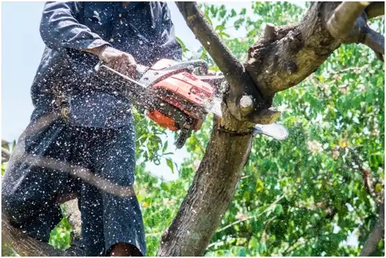 tree services Silver Firs